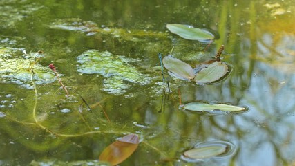 Eiablage der Hufeisen-Azurjungfer (Coenagrion puella) an Schwimmendem Laichkraut (Potamogeton natans) 

