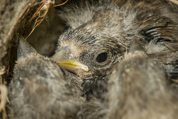 Nest and nestlings of European goldfinch (Carduelis carduelis)