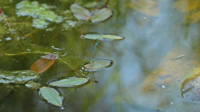 Eiablage der Hufeisen-Azurjungfer (Coenagrion puella) an Schwimmendem Laichkraut (Potamogeton natans) 


