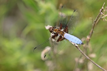 Männlicher Plattbauch (Libellula depressa)
