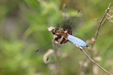 Männlicher Plattbauch (Libellula depressa)
