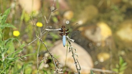 Männlicher Plattbauch (Libellula depressa)
