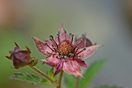 Blüte des Sumpf-Blutauges (Potentilla palustris) 