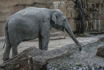elefant trinkt Wasser 3