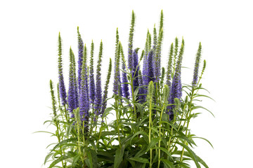 Veronica spicata