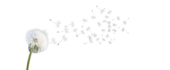 Schöne Pusteblume freigestellt