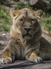 Fototapeta na wymiar weiblicher Löwe