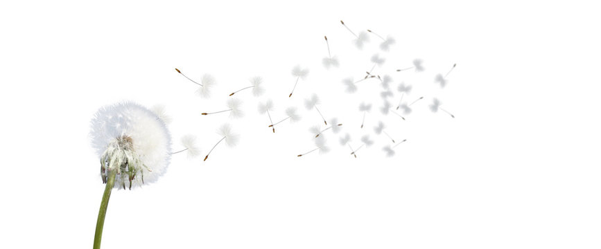 Fototapeta Schöne Pusteblume freigestellt