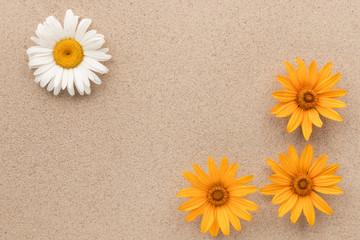 Fototapeta na wymiar Four daisies grow on the sand with space for your text.