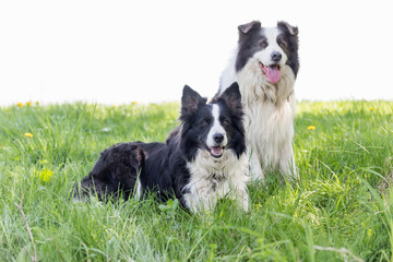 Pair of  Border Collie is sitting at the dandelion meadow and looking at the camera. White background is ready for your text.