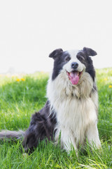 Smiling Border Collie is sitting in the grass. White background is ready for your text. 