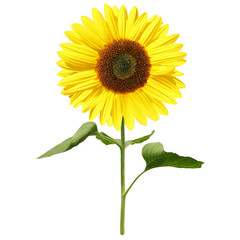 Obraz premium Sonnenblume auf weissem Hintergrund