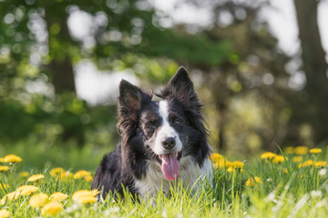 Portrait of cute Border Collie lying at the blossoming dandelion meadow and looking at the camera.