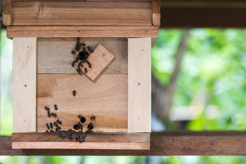 Beekeeping wooden box