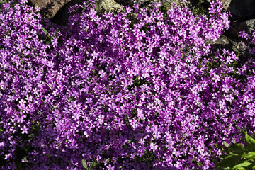 Purple garden flowers perennial obrieta