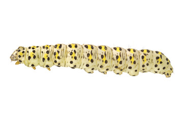 Fototapeta premium Caterpillar of Cucullia verbasci on a white background