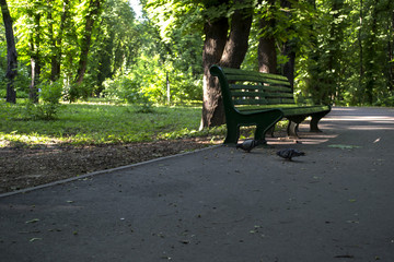 Empty bench in summer park.