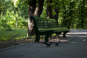 Emty bench in summer park.