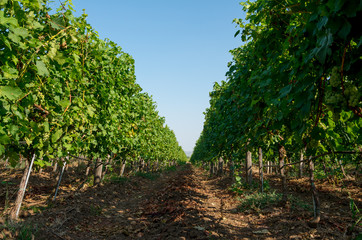 A vineyard plantation of grape bearing vines.