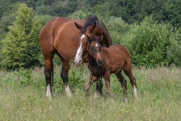 Obraz premium Mutterstute und Fohlen auf der Wiese