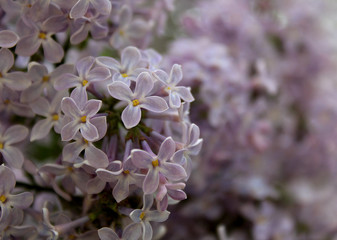 beautiful branch of lilac in the sunlight