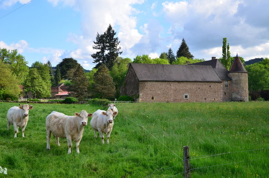 VACHES CHAROLAISES ET CH&Acirc;TEAU DE CHEVANNES (15 &eacute;me Si&egrave;cle)BOURGOGNE FRANCE