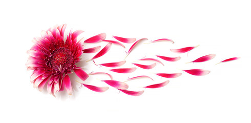 gerbera flower with petals blown off by wind on white background, concept