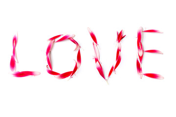 word love made out of gerbera flower petals on white background, concept