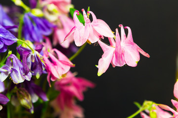 Summer pink and purple flowers Aquilegia on a dark background.