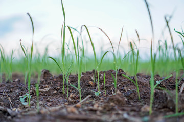 Rice seedlings, the concept of farmer planting rice.