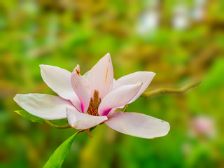 White and pink magnolia open flower