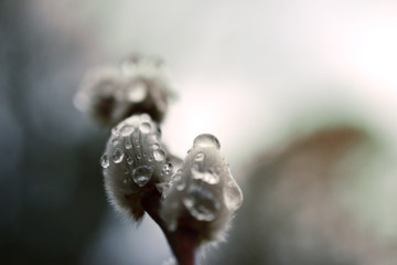 dew drops on catkin branch