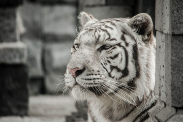 White tiger 2