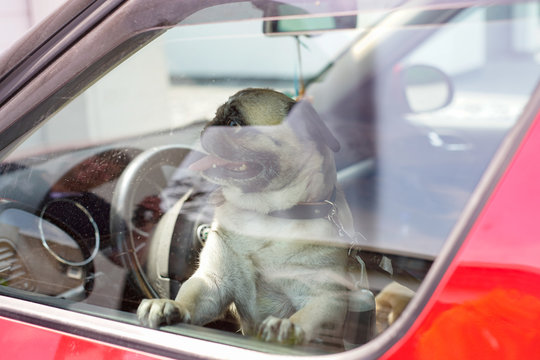 Kleiner Hund (Mops) sitzt alleine im Auto.