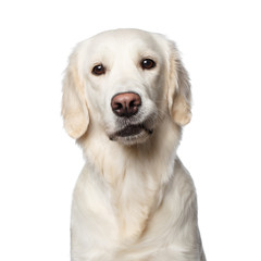 Funny Portrait of Golden Retriever Dog Looks Curious, Isolated on White Backgrond