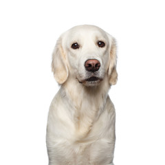 Funny Portrait of Golden Retriever Dog Looks Sad, Isolated on White Backgrond