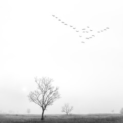 Minimalistic BW landscape