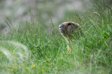 Naklejka na ściany i meble Marmot in grass