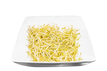  Sprouts in white dish  to creative for design and decoration isolate on background.Copy space..
