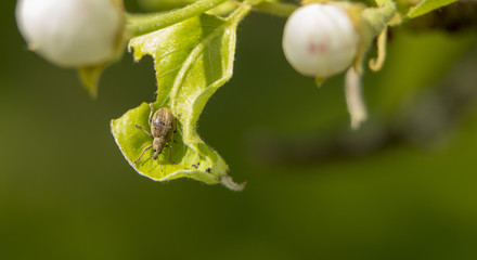 Cleonus punctiventris, Asproparthenis punctiventris ladybug, insect harmful to beets