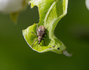 Cleonus punctiventris, Asproparthenis punctiventris ladybug, insect harmful to beets