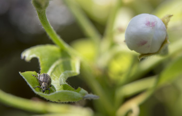 Cleonus punctiventris, Asproparthenis punctiventris ladybug, insect harmful to beets