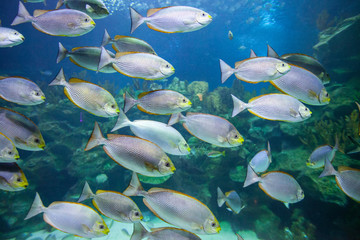 Tropical fish underwater