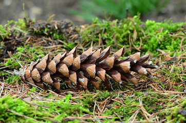 Weymouthkiefer, Pinus strobus, Zapfen,