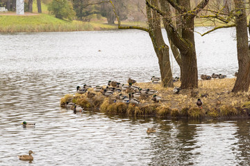 Ducks sitting on a small island in the middle of the pond, St Petersburg, Russia