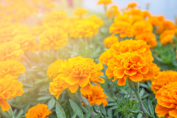 Orange  flower in garden for presentation in Holy day and happy day. Sun shine orange color.Picture for interior design. For decorated in living room.