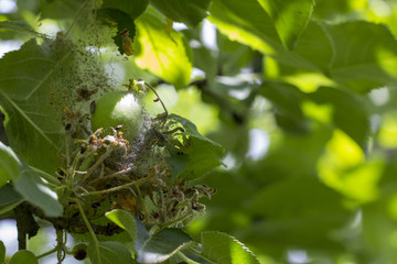Apple Moon The larvae plaize the leafy leaves and apple fruits with a dense web and destroy them