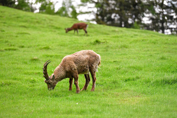 Faune sauvage - Chamonix