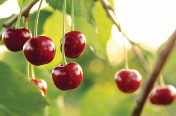 Ripe cherries on the branch in the garden