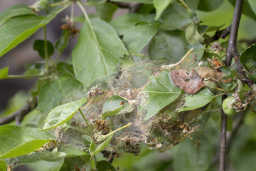 Apple Moon The larvae plaize the leafy leaves and apple fruits with a dense web and destroy them
